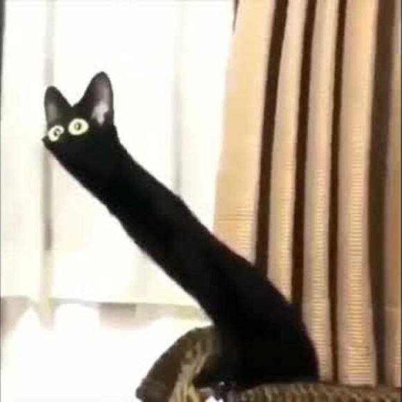 nightsent